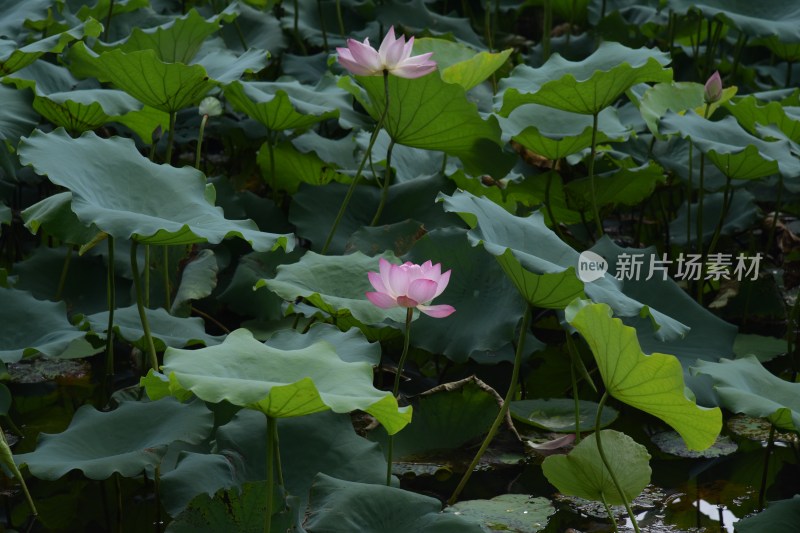 广东东莞：清溪公园荷花盛开