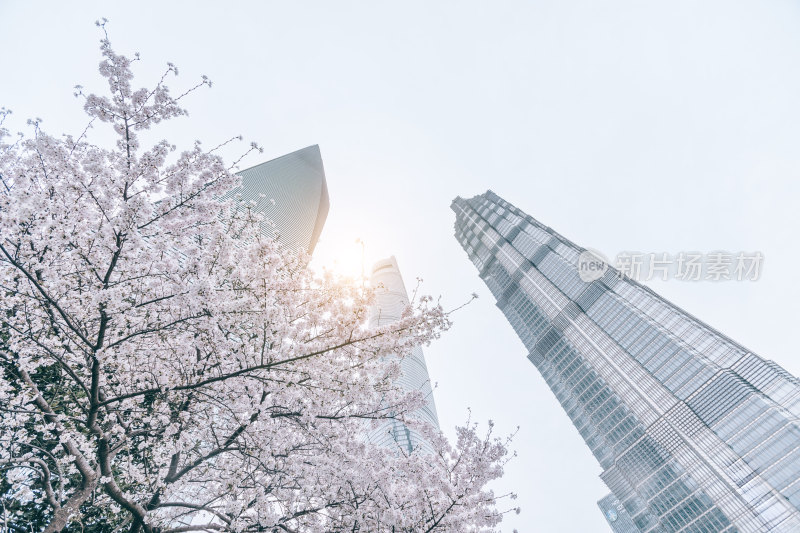 上海陆家嘴摩天大楼与樱花低视角仰拍