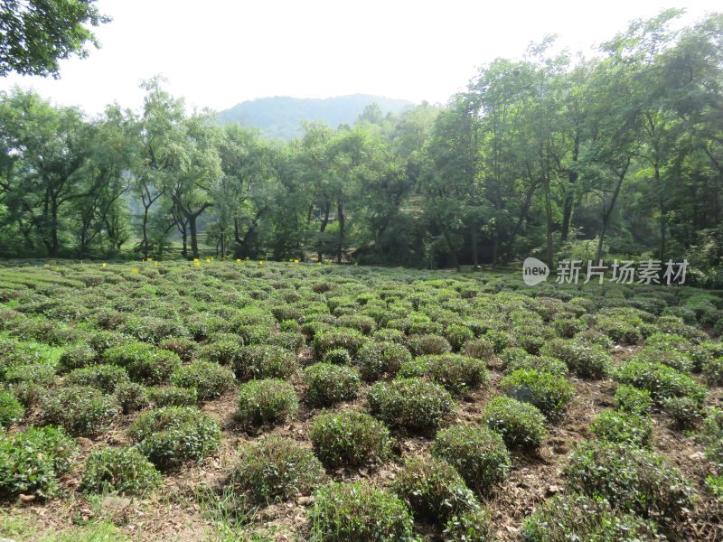 杭州九溪烟树景区