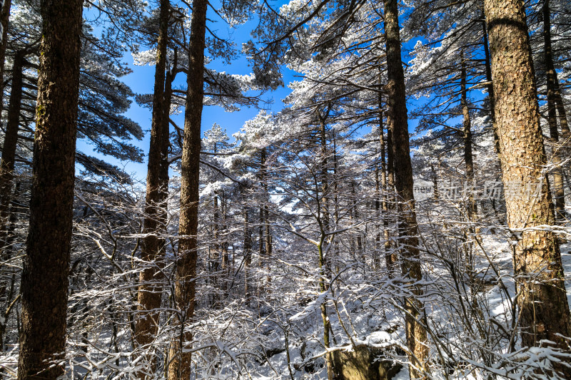 黄山雪松