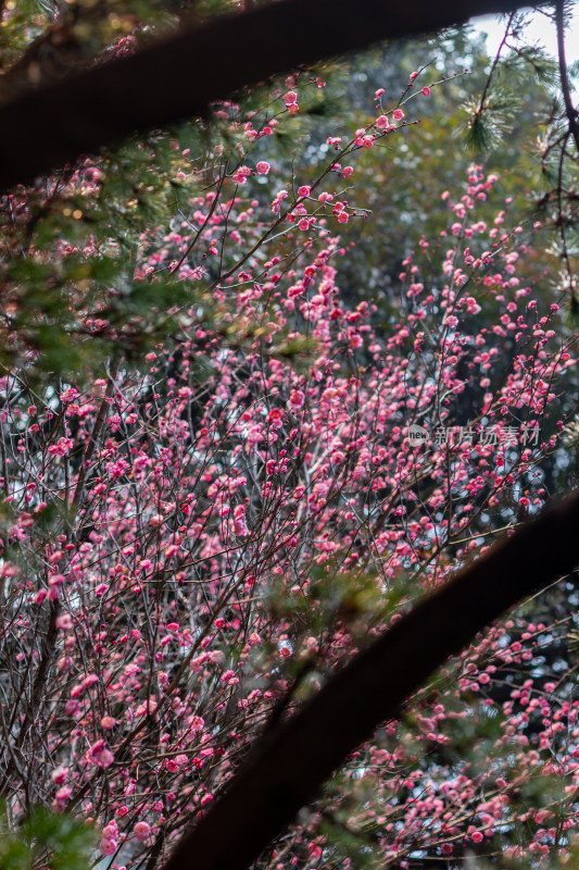 杭州半山森林公园盛开的粉色梅花特写