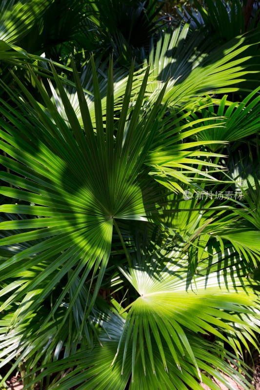 热带树绿叶
