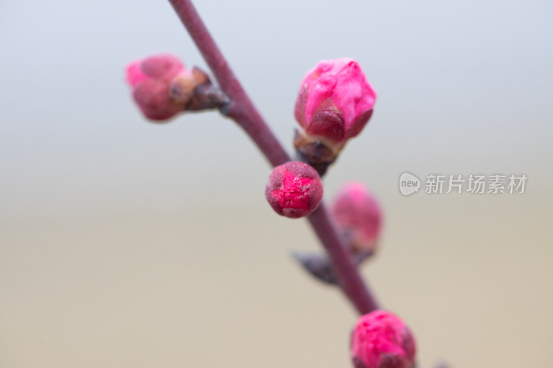 含苞待放的腊梅花