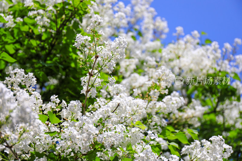 春天四月丁香花花卉开放治愈清新