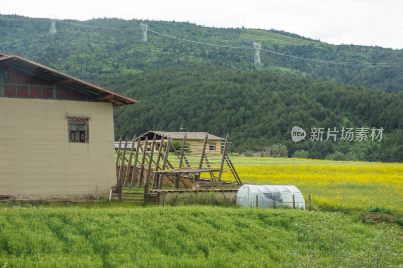 高原草原