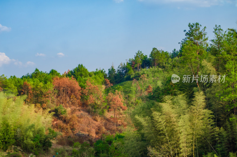 蓝天绿树风景