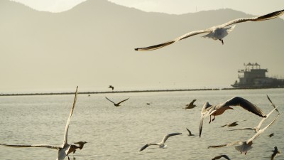 红嘴海鸥