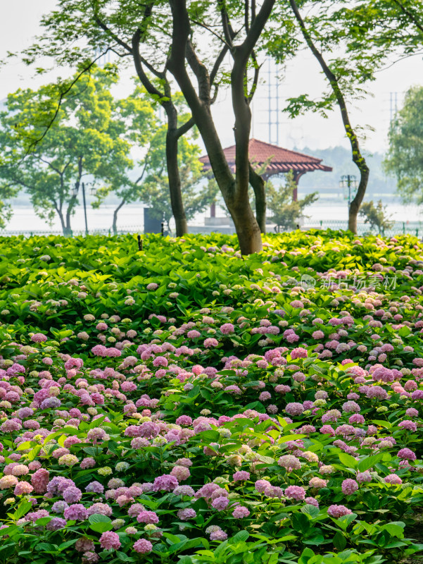 无尽夏绣球盛开花球