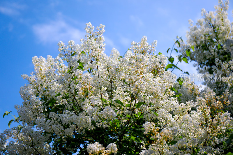 白色丁香花