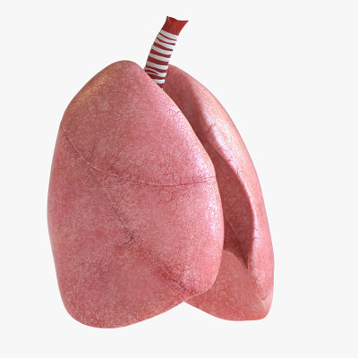 肺人体解剖肺段呼吸系统