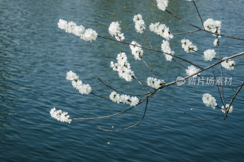 春天湖边蓝色湖面上绽放的白色桃花