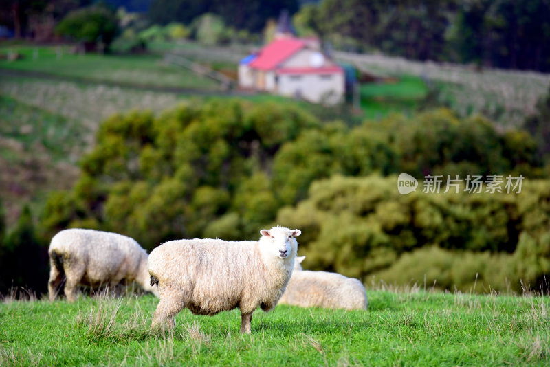 新西兰羊群