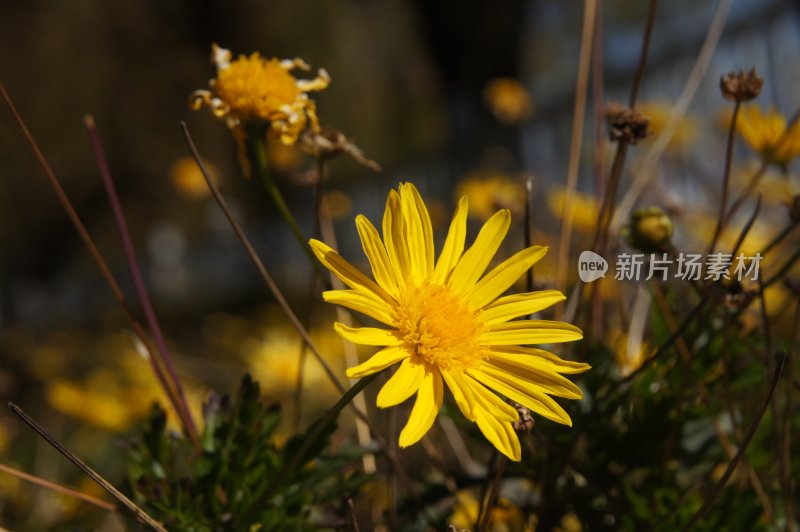 一朵盛开的黄色菊花特写