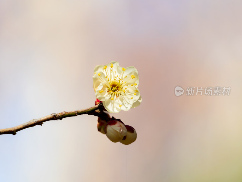 枝头盛开的白色梅花特写