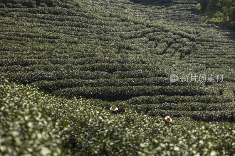 茶农采茶摘茶茶园茶树茶叶特写