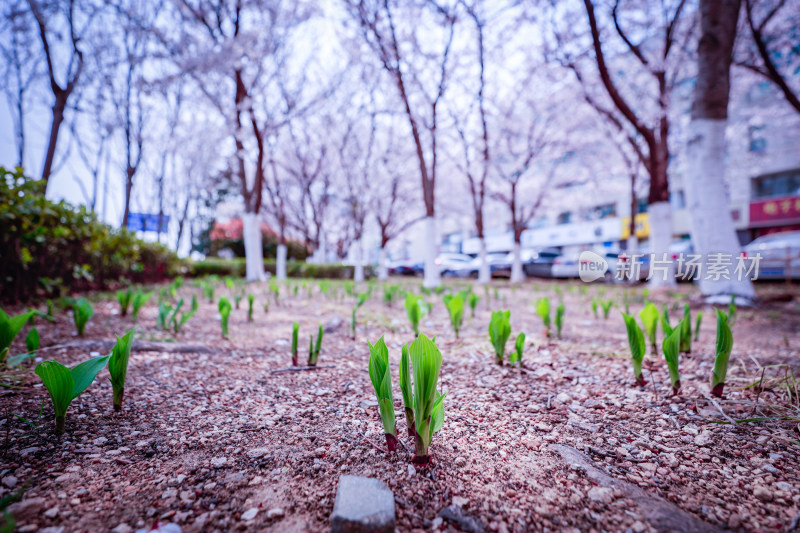 城市道路旁盛开的樱花景观