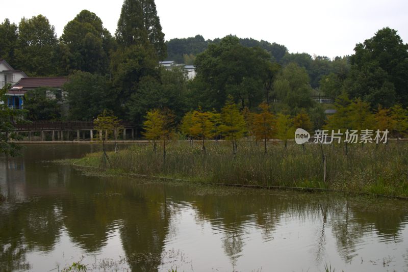 湖边秋景/安徽宣城扬子鳄自然保护区