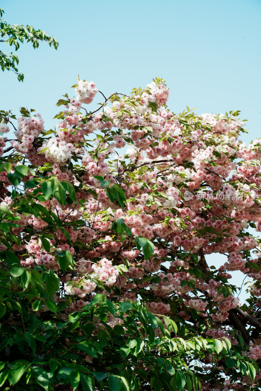 北京朝阳公园樱花