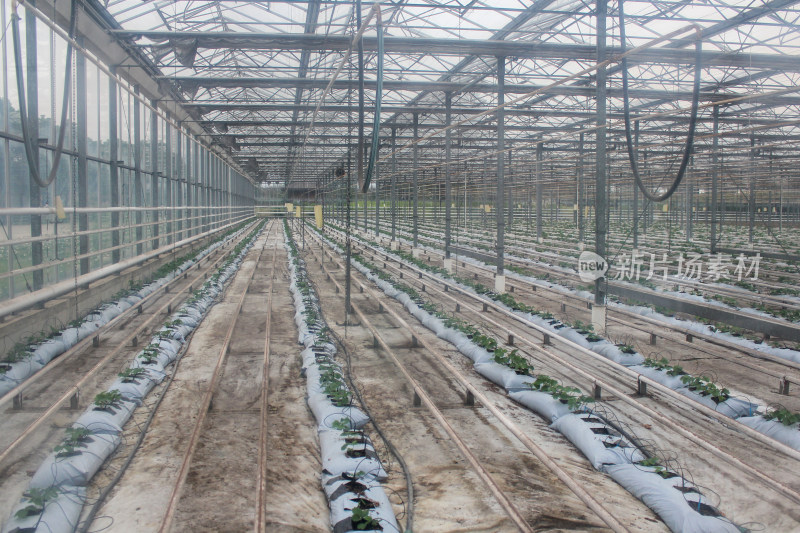 现代化温室农业种植场景