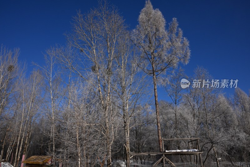 蓝天背景下的雾凇树木景观