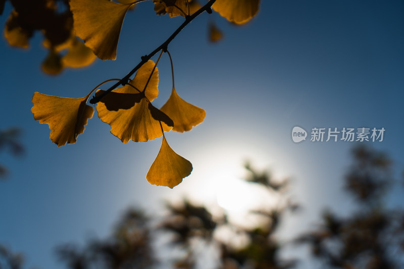 北京秋天银杏黄叶风景