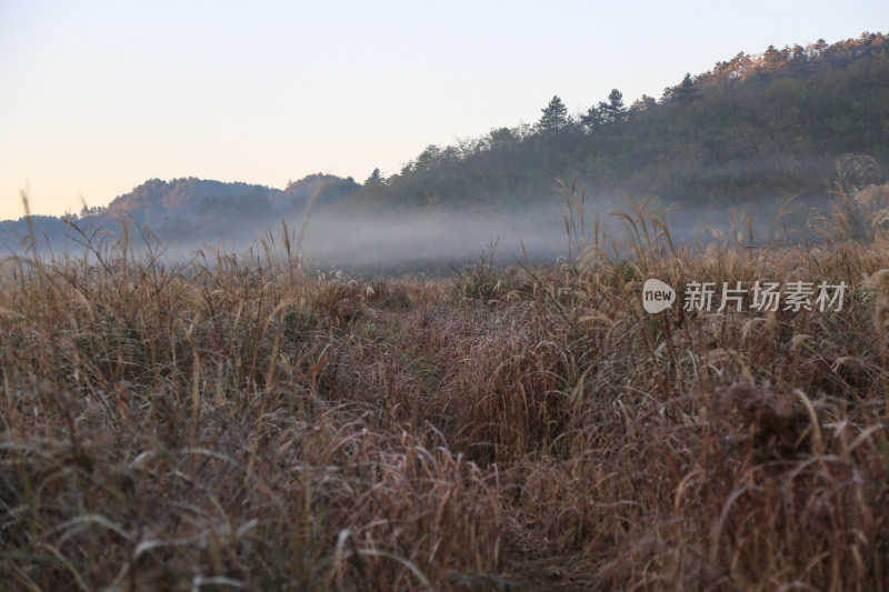 晨曦中的芒草草地唯美晨雾