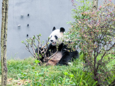 成都大熊猫繁育研究基地的大熊猫