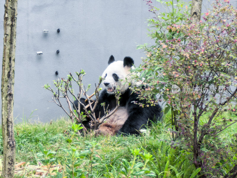 成都大熊猫繁育研究基地的大熊猫