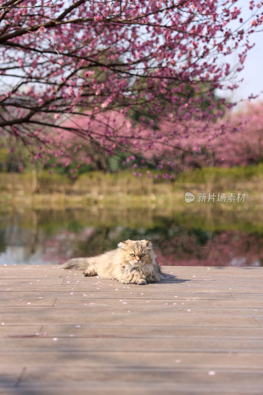 一只趴在梅花树下的金吉拉