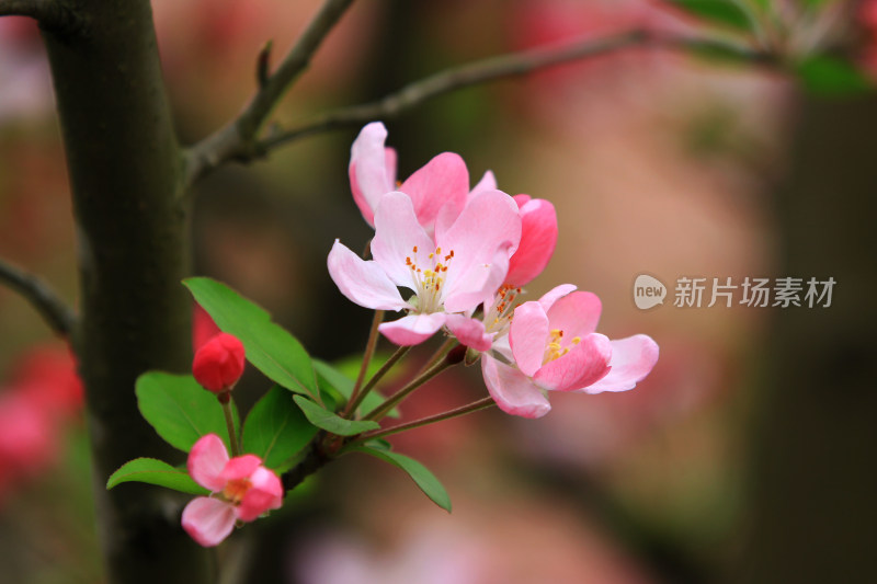 春天的鲜花海棠，垂丝海棠