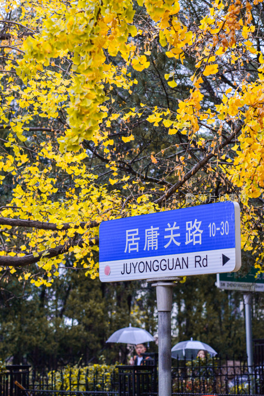 青岛八大关风景区风光