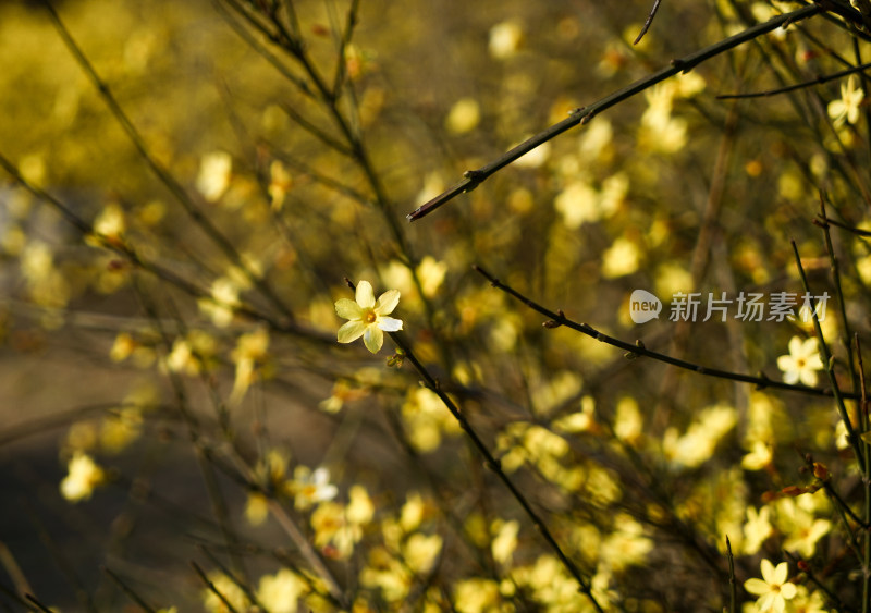 迎春花树枝花朵