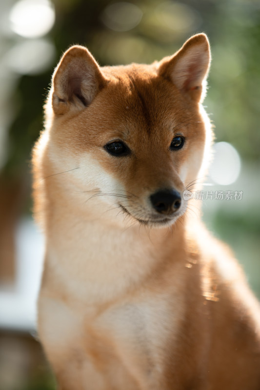 一只柴犬的头部特写