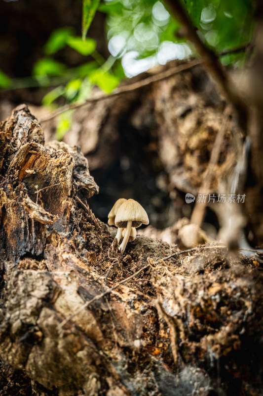树上生长的小蘑菇