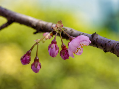 武汉东湖樱花园的早樱开花