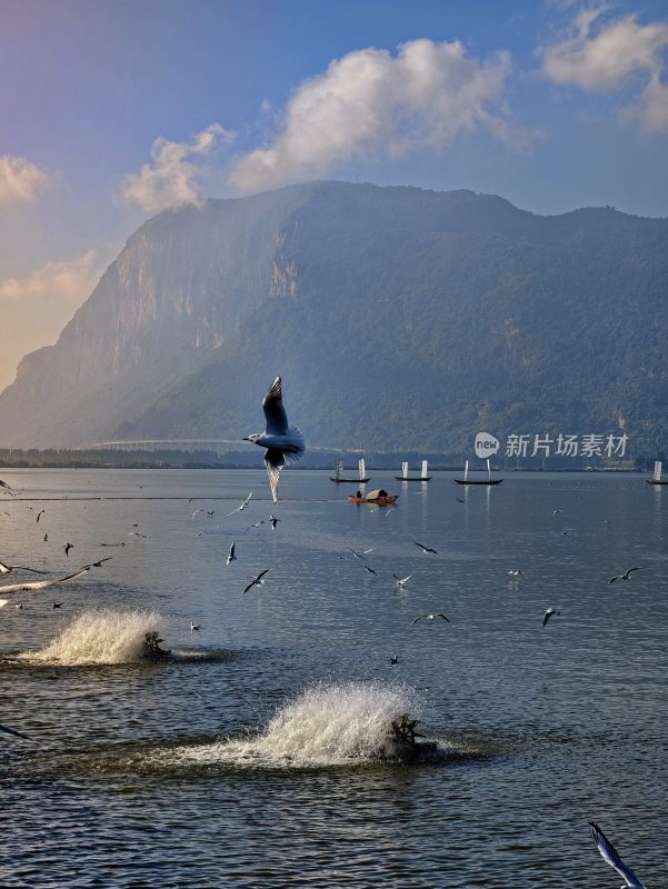 滇池海埂大坝海鸥