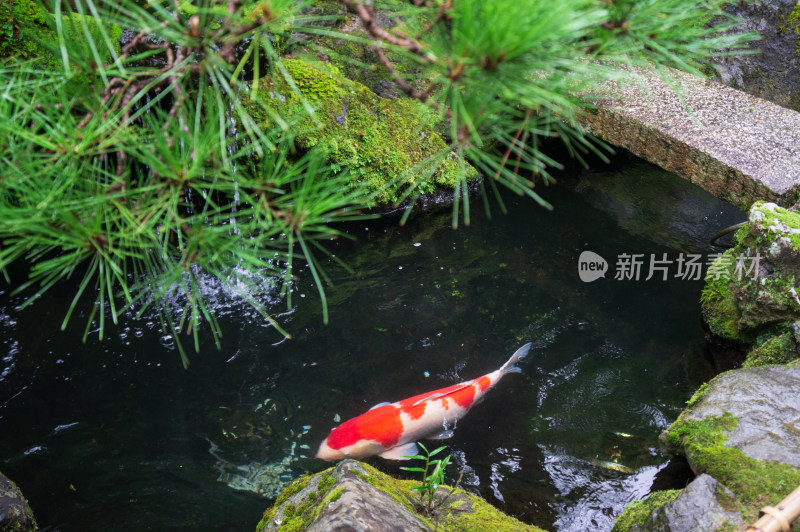 日式园林水池中的锦鲤