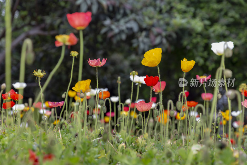 清明踏青虞美人花卉