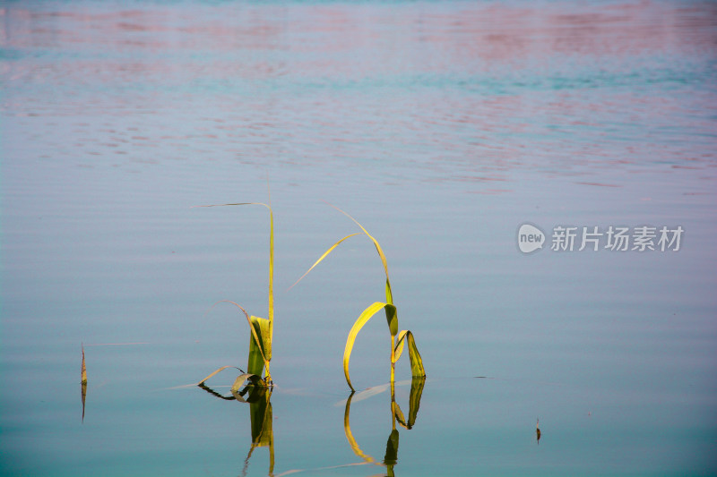 水面上的水生植物特写