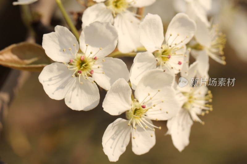 鲜花梨花盛开