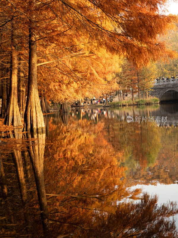 南京明孝陵，秋天的的金黄色水杉自然风景