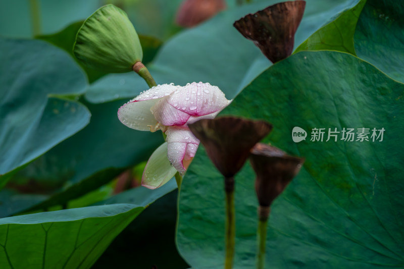 雨露滋润的荷花