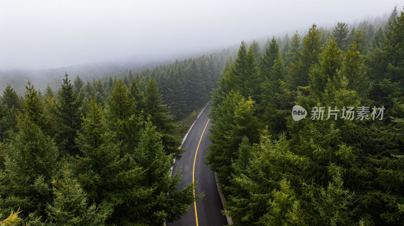 林间公路鸟瞰图，雾气笼罩绿意盎然