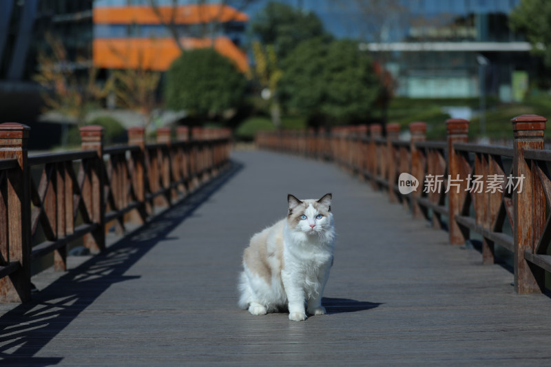 坐在栈道上的猫