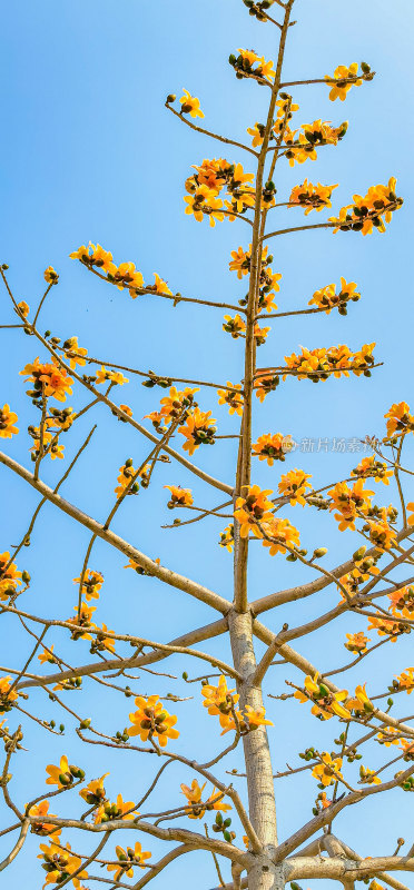佛山禅城澜石地铁站盛开的木棉花