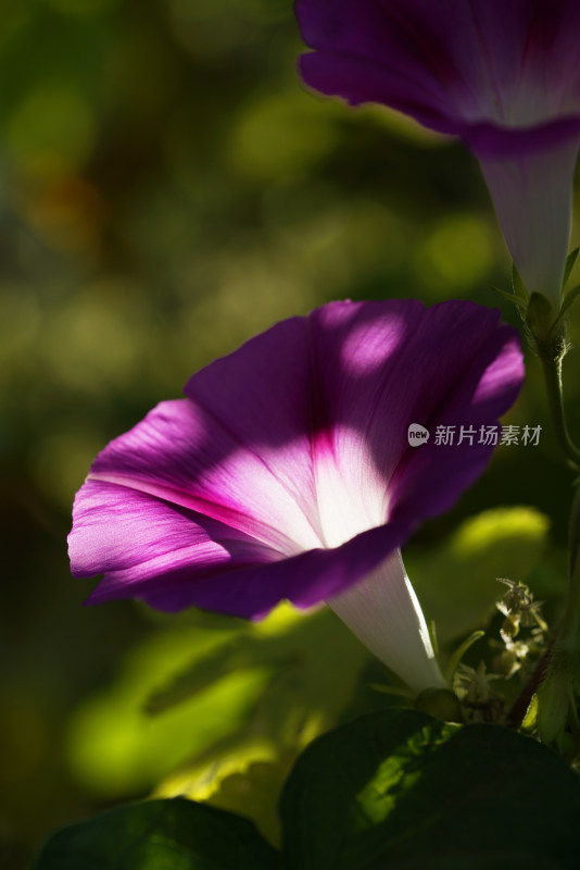 牵牛花特写全景合集