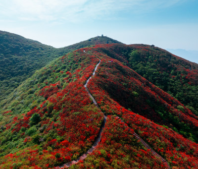 长沙市浏阳大围山杜鹃花海风光