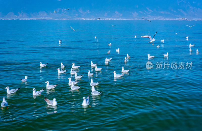云南大理洱海湖泊海鸥飞鸟野生动物