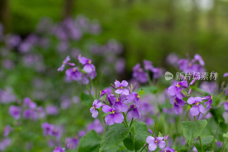 紫色二月蓝花朵特写 绿叶衬托尽显自然之美