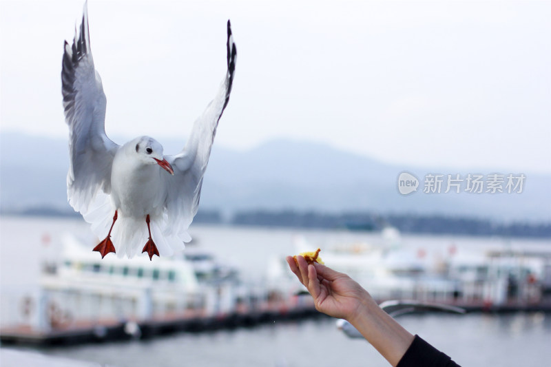 秋天到了在昆明滇池给海鸥喂蛋糕